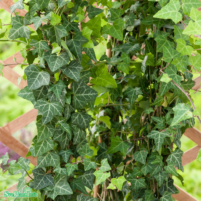 Hedera helix 'Grafik' E A-kval C2