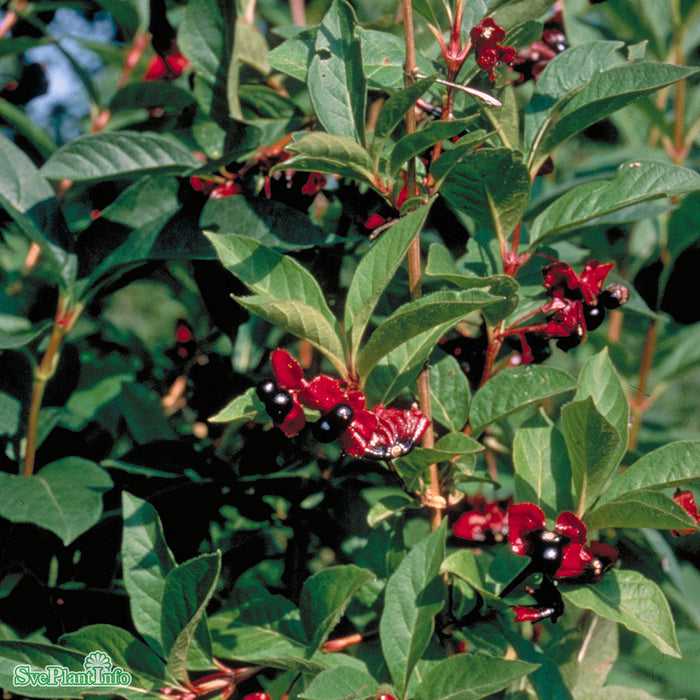 Lonicera involucrata 'Lycksele' E Busk C5