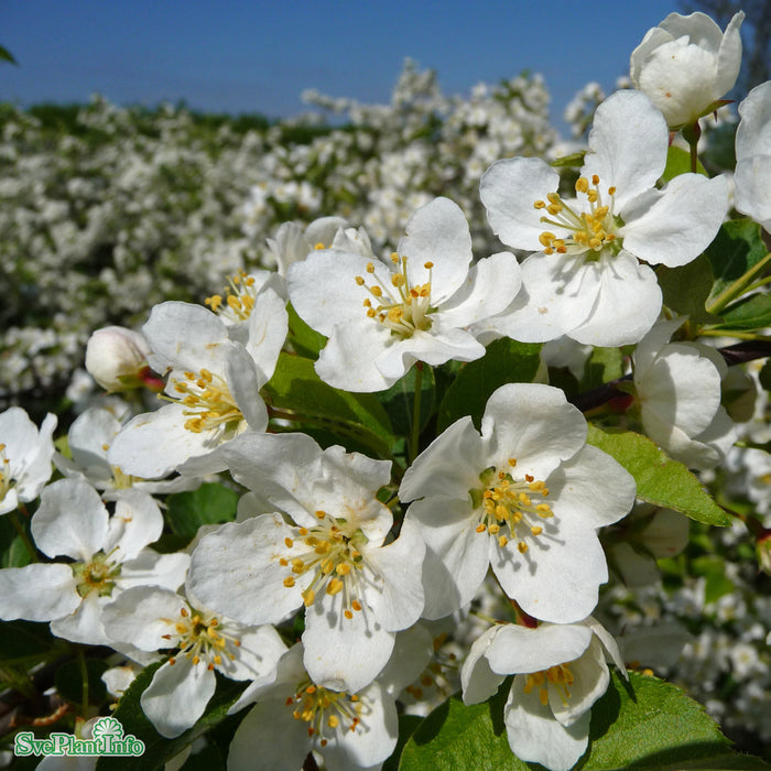 Malus tori. v. sargentii fk Eskilstuna E Solitär KL 150-175cm