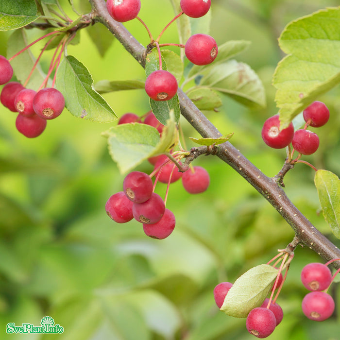Malus toringo var. sarg. FK ESKILSTUNA E Busk C5