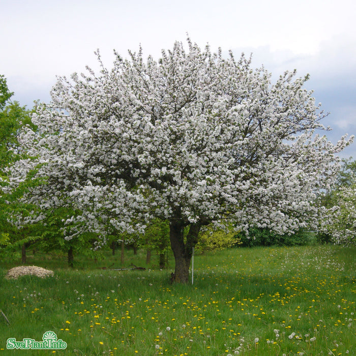 Malus domestica 'Mio' E A2 Ompl. 5-6 år K