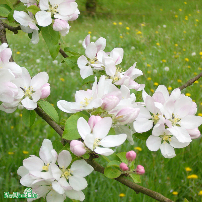 Malus domestica 'Mio' E A2 Ompl. 5-6 år K