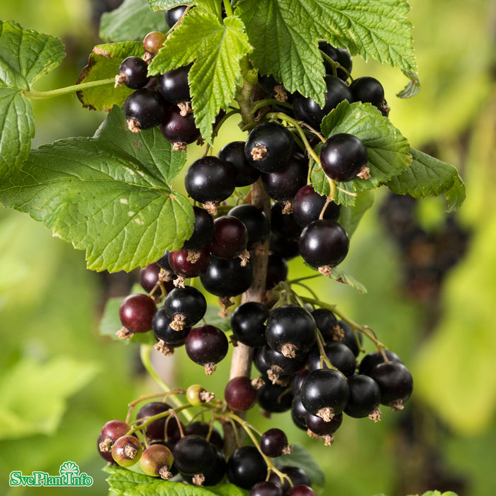 Ribes nigrum 'Narve Viking' E Busk 3,5
