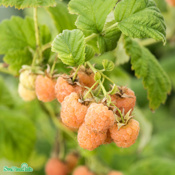 Rubus (Trädgårdshallon) 'Golden Queen' E A-kval C2