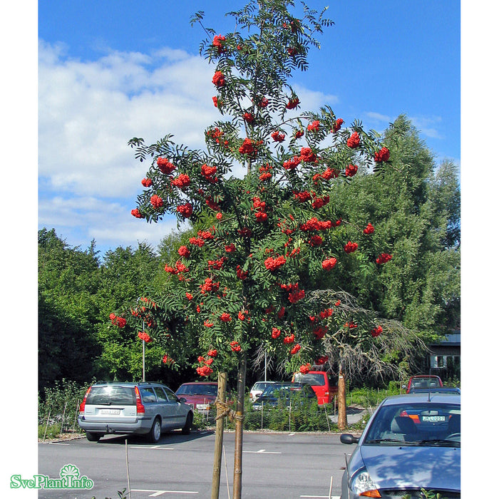 Sorbus aucuparia Fk Västeråker E Busk C5