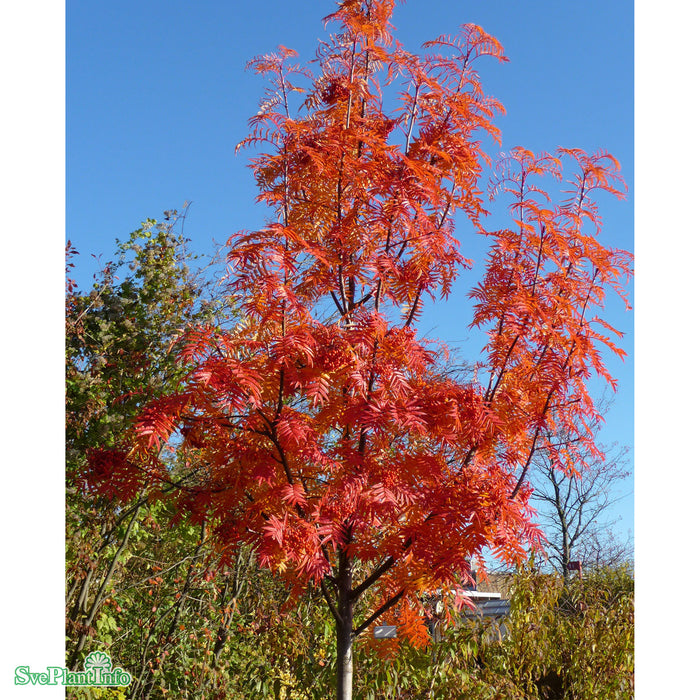 Sorbus ulleungensis 'Dodong' E C15 100-125cm