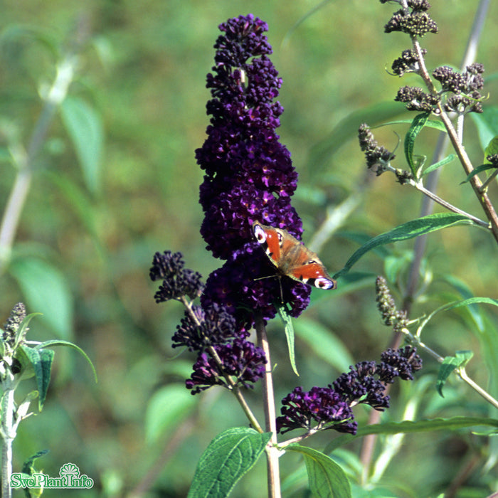 Buddleja davidii 'Black Knight' Busk C4,5