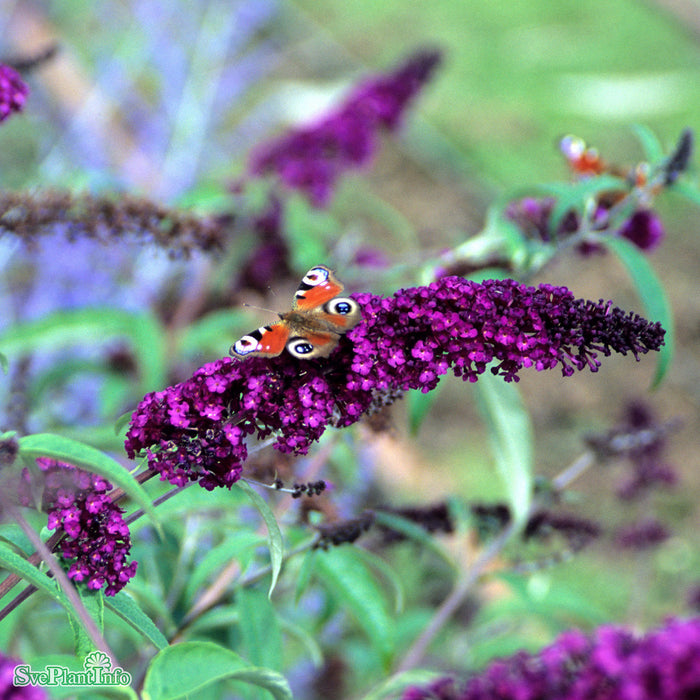 Buddleja davidii 'Royal Red' Busk  3,4