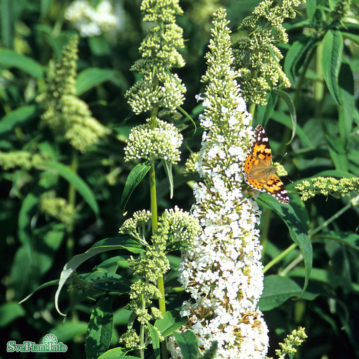 Buddleja davidii 'White Profusion' Busk  3,4
