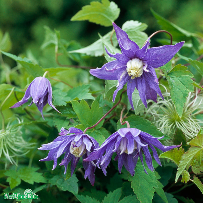 Clematis (Atr.) 'Georg' E A-kval C2