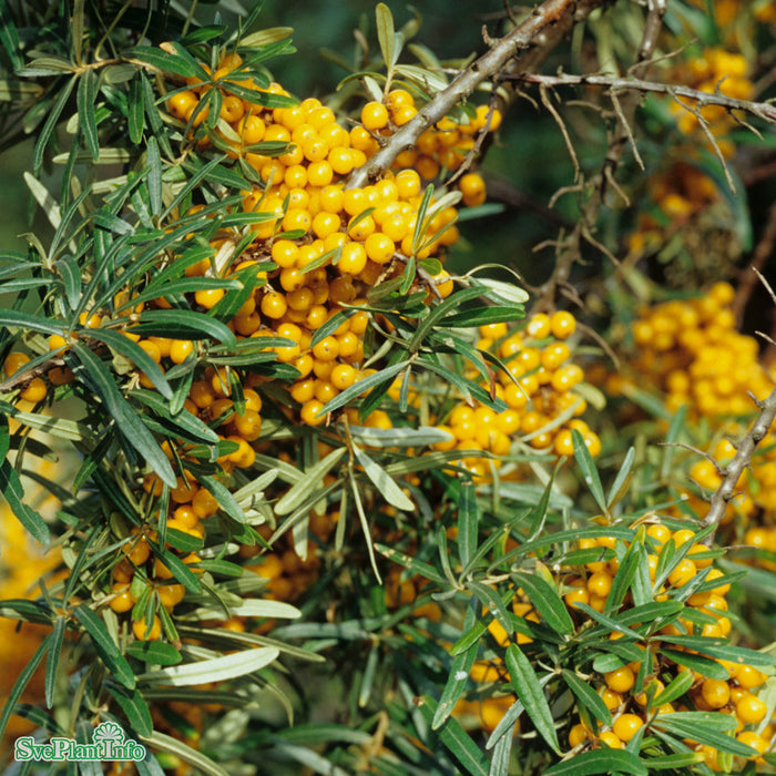 Hippophae rha. 'Leikora' 'Pollmix' han/honplanta Solitär C20 175-200cm