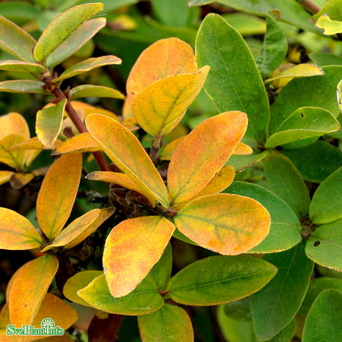 Lonicera caerulea var. kamtschatica 'Anja' E  C3,5