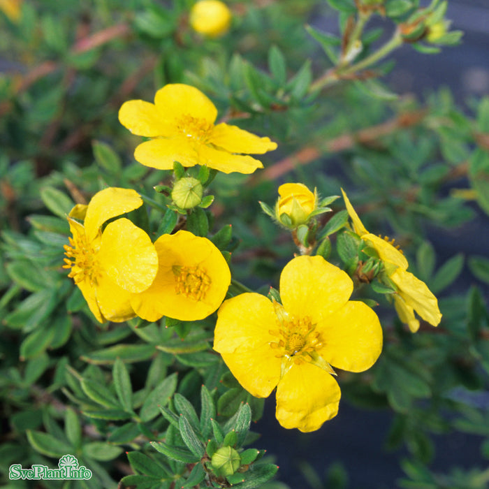 Dasiphora (Fruticosa) 'Goldteppich' Busk C3