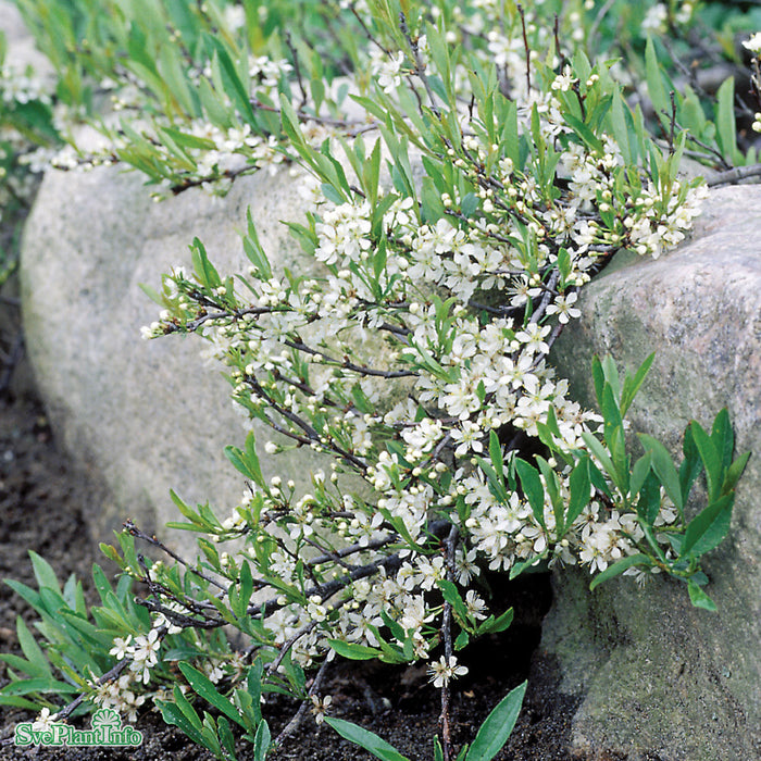 Prunus pumila var. depressa E Busk C3,5