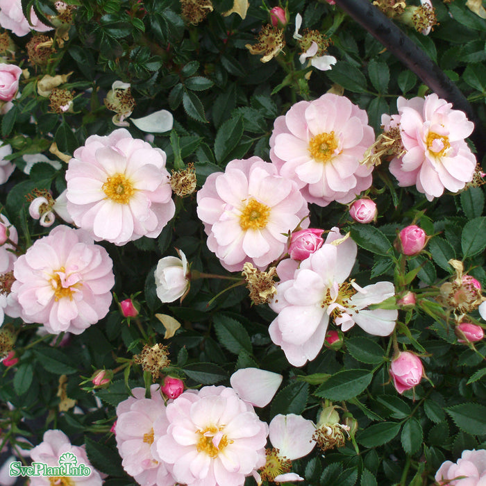 Rosa 'Gentle Cover' A kval C4
