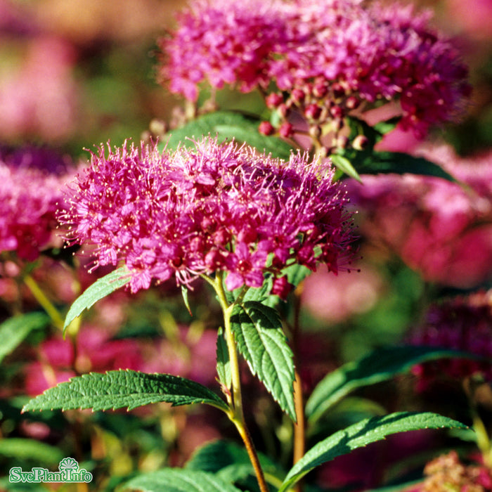 Spiraea japonica 'Anthony Waterer' Busk C5