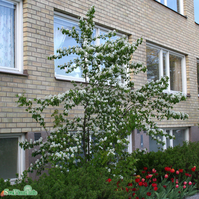Amelanchier alnifolia fk Alvdal E Busk C3,5