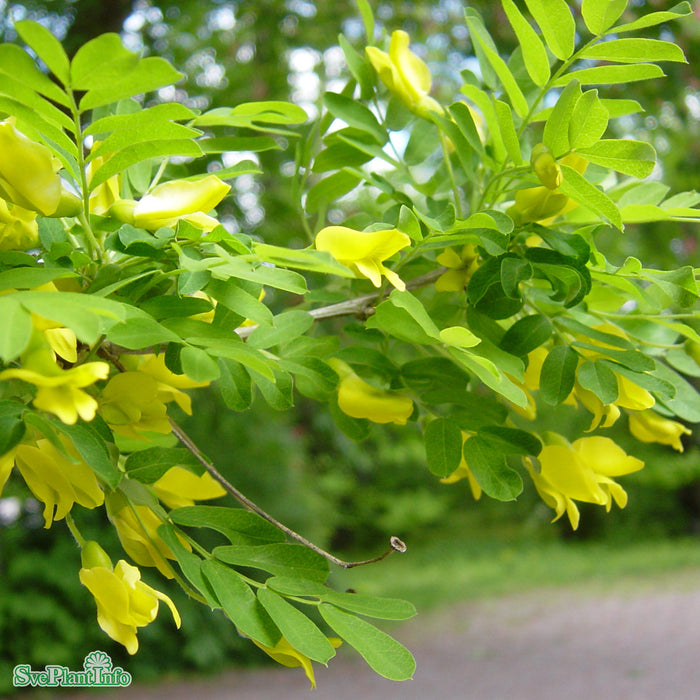 Caragana arborescens Busk C3,5