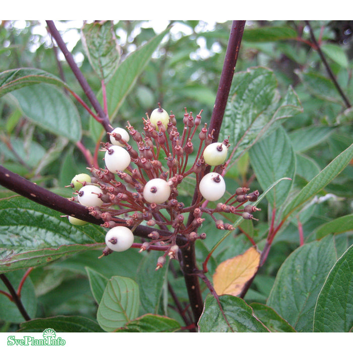 Cornus alba 'Kesselringii' Busk C6,5 60-80cm