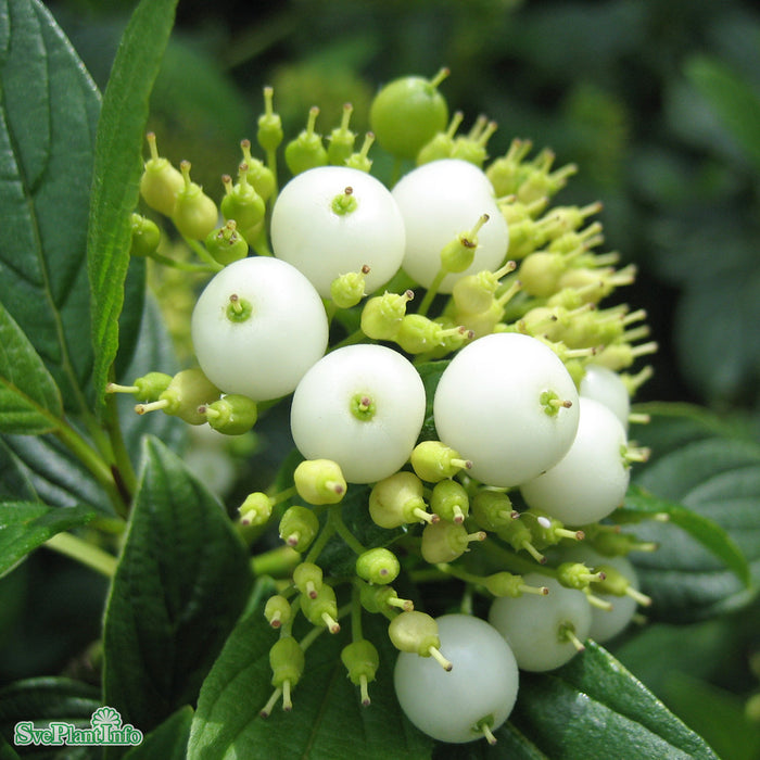 Cornus sericea 'Flaviramea' Busk C5