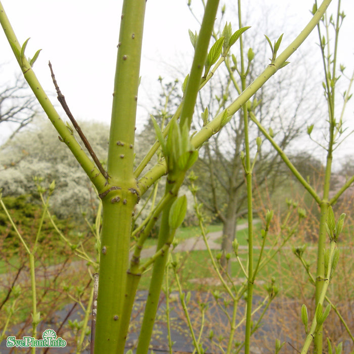 Cornus sericea 'Flaviramea' Solitär C20 125-150cm