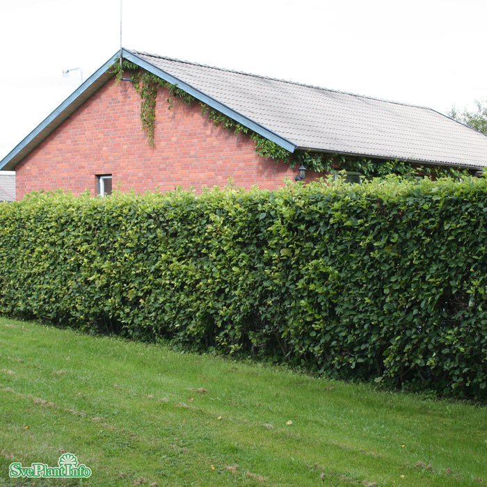 Crataegus flab. var. gray. fk Uppsala E C5