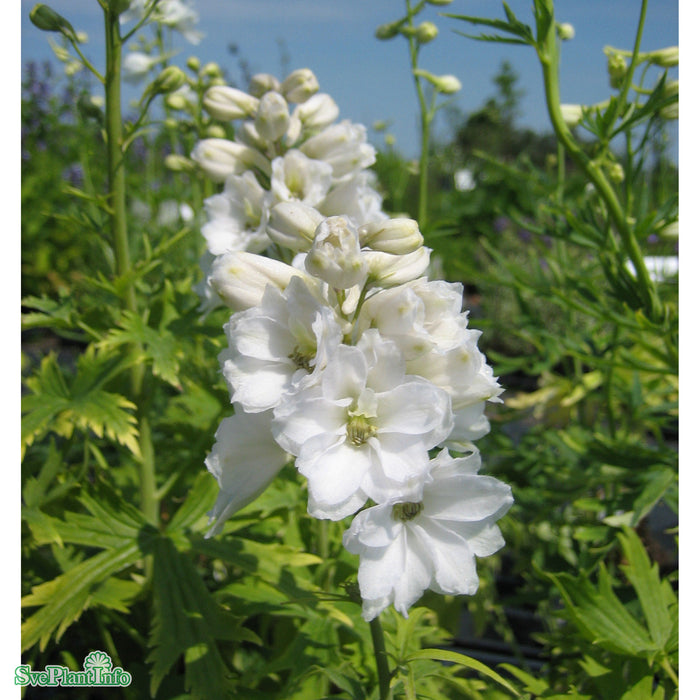 Delphinium (Elatum-Gruppen) 'Galahad' A-kval