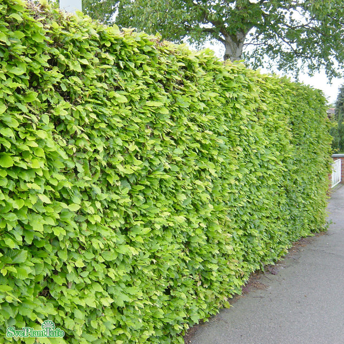 Fagus sylvatica Högstam Kl So 12-14