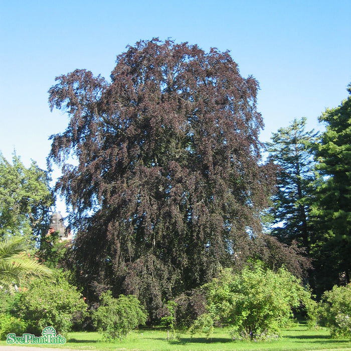 Fagus sylvatica purpurea 'Sämlinge' Klotform Kl 60-70cm
