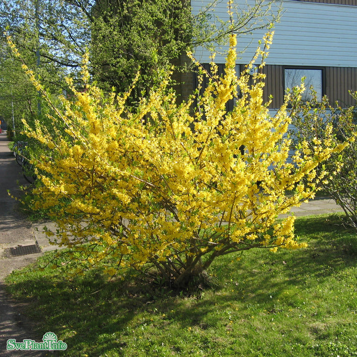 Forsythia x intermedia 'Spectabilis' Solitär C10 100-120cmcm