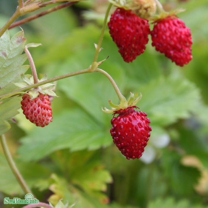 Fragaria vesca 'Rödluvan' A-kval