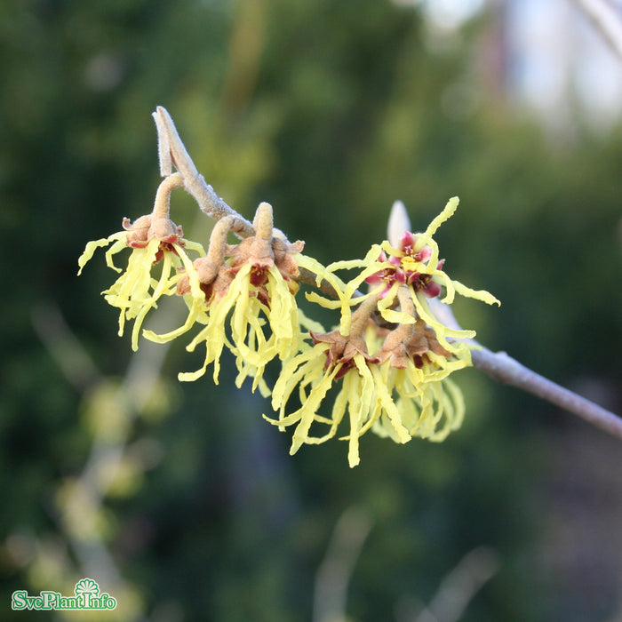 Hamamelis intermedia 'Arnold Promise' Solitär 80-100cm