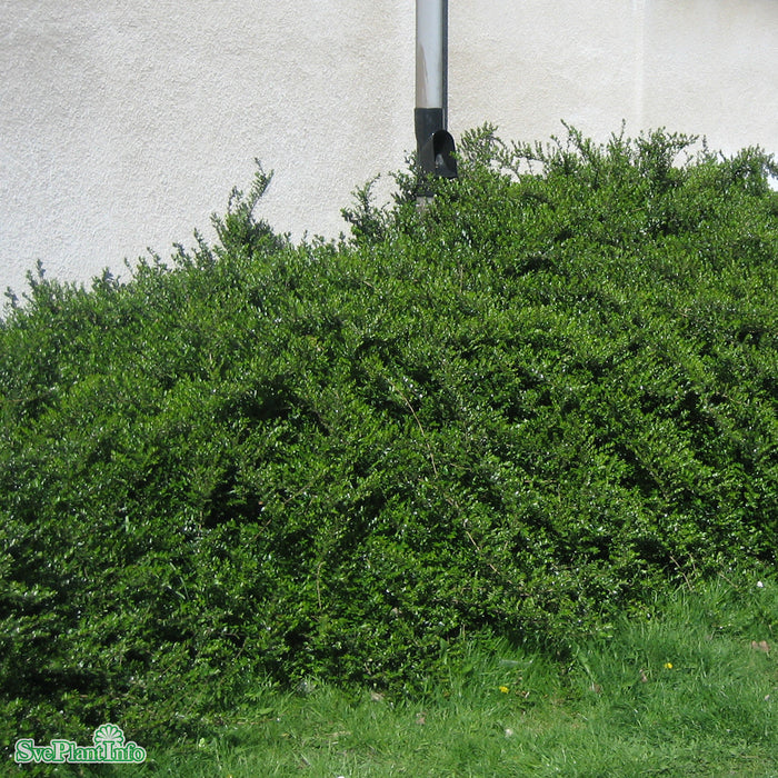 Lonicera nitida 'Elegant' Busk C2