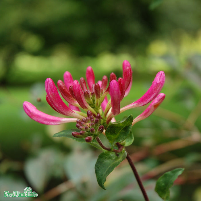 Lonicera periclymenum 'Serotina' A-kval C2