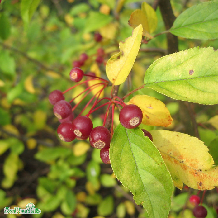 Malus toringo var. sargentii Stam C15 180cm So 6-8