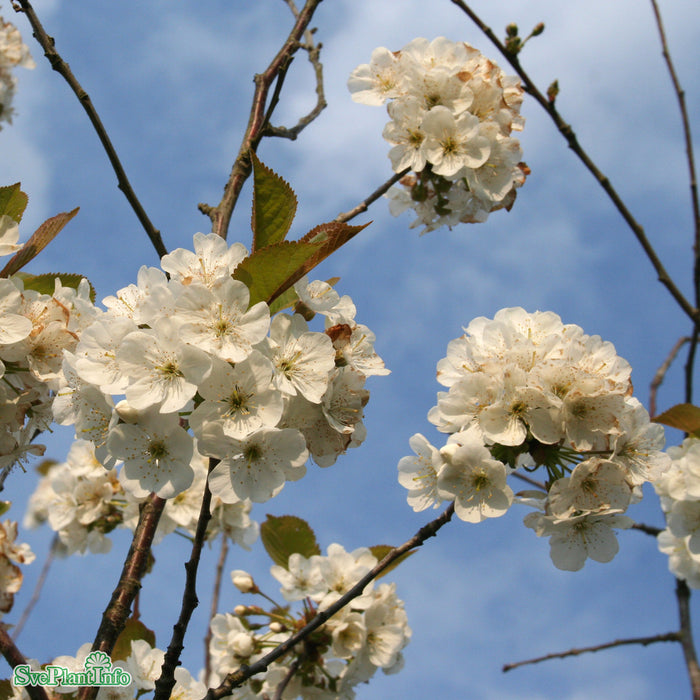 Prunus x gondouinii 'Schnee' Högstam So 12-14cm Co