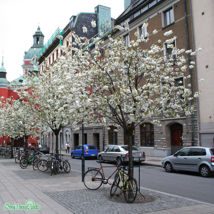 Prunus x gondouinii 'Schnee' Högstam So 12-14cm Co