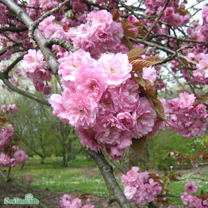 Prunus (Sato-zakura) 'Kanzan' Stam C7,5 125cm