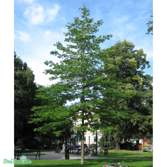 Quercus palustris Högstam Kl So 12-14