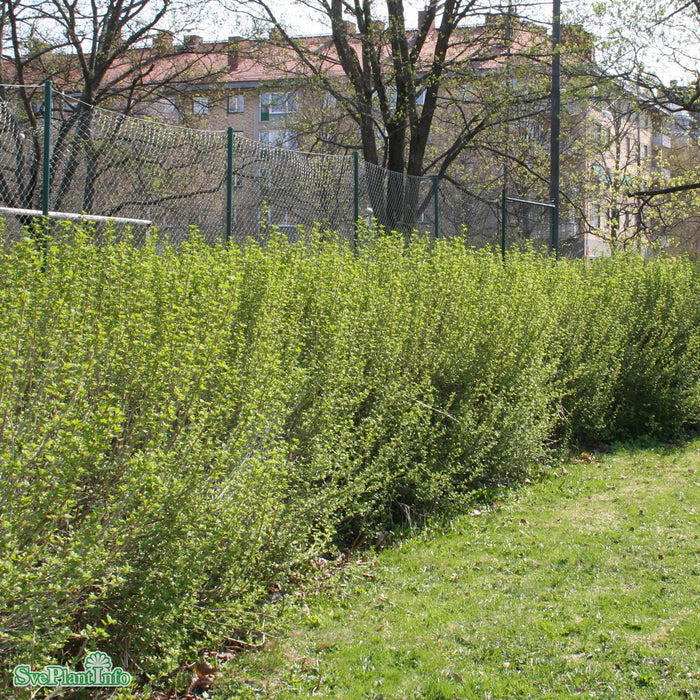 Ribes alpinum 'Schmidt' C4,6 40-60cm