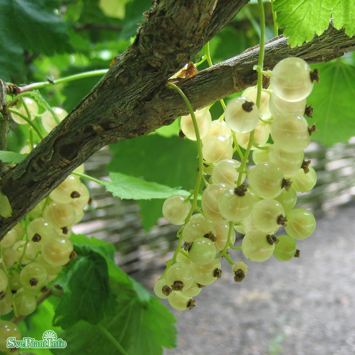 Ribes (Vita Vinbär) 'Vita Holländska' Busk C5