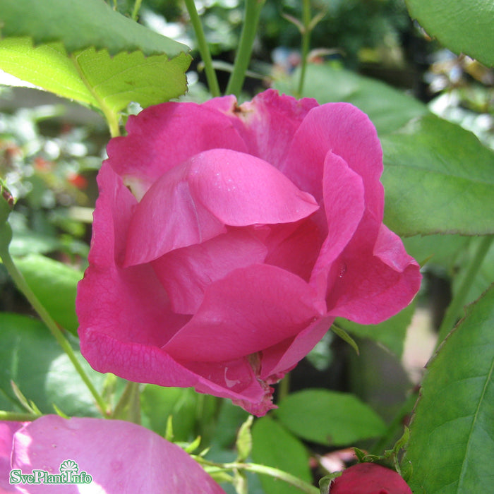 Rosa 'Rödhätte' A kval C4