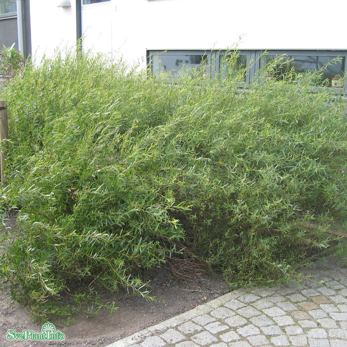 Salix purpurea 'Nana' Busk C3