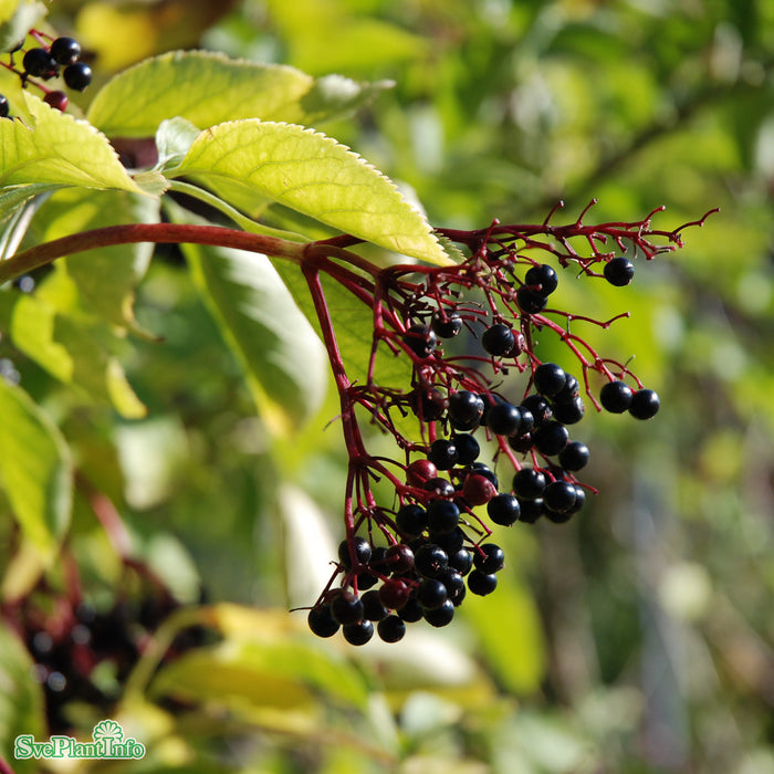 Sambucus nigra Paraplyform Kl 150-200 250-300cm