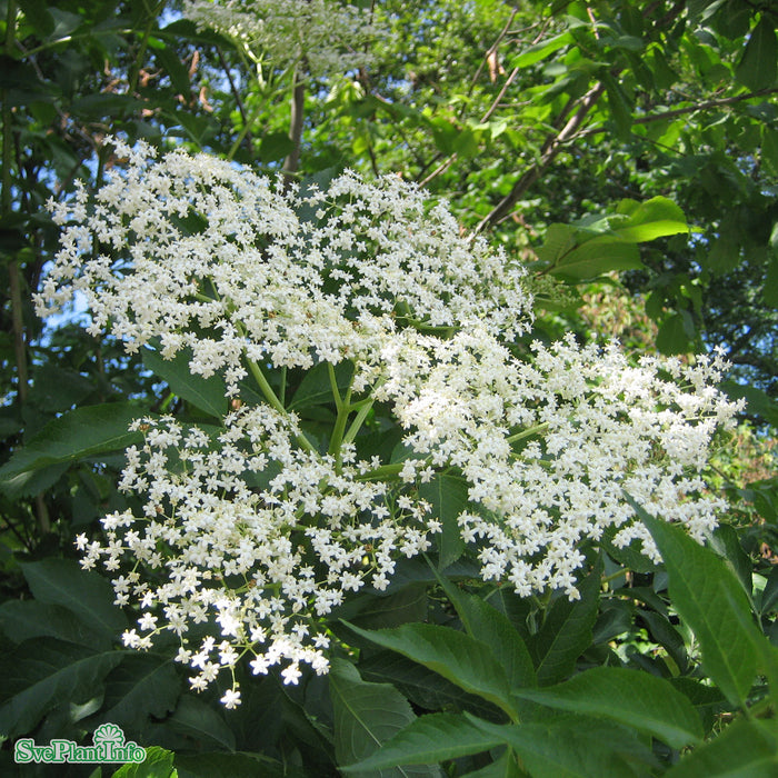 Sambucus nigra 'Haidegg' Busk  3,4