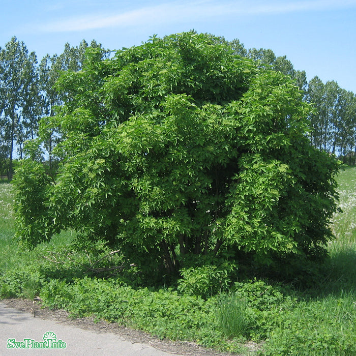 Sambucus nigra Paraplyform Kl 150-200 250-300cm