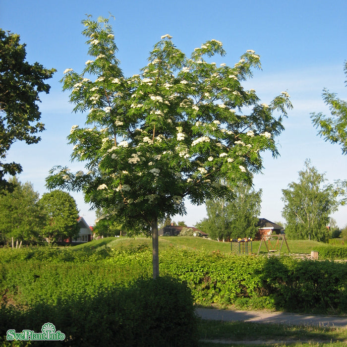 Sorbus ulleungensis 'Dodong' Solitär Flerstammad Kl 200-250cm