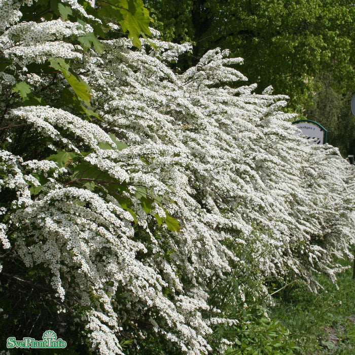 Spiraea x cinerea 'Grefsheim' Busk C3