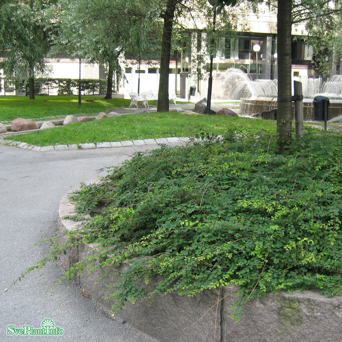 Symphoricarpos x chenaultii 'Hancock' Busk C 40-60cm