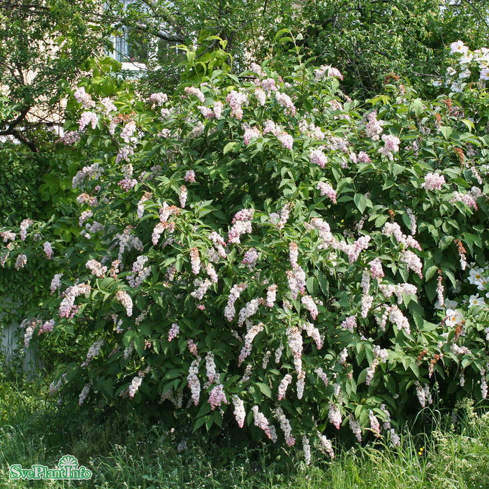 Syringa komarowii ssp. reflexa Solitär Kl 150-175cm
